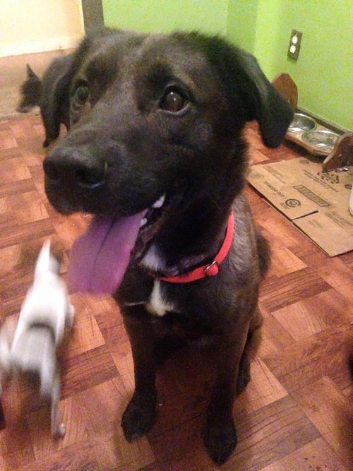 Thor