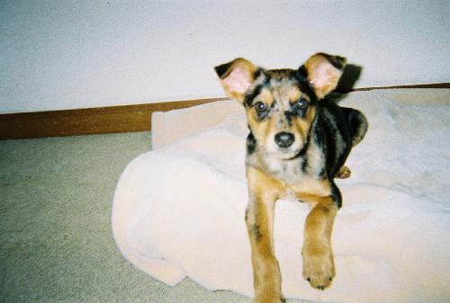Oscar