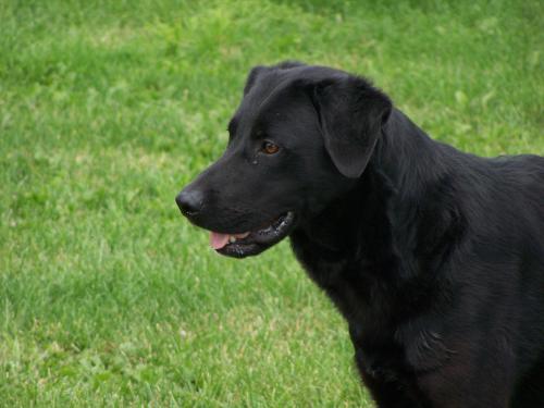 Blackie