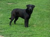 Blackie