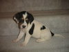 Cammie