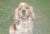 Charlie