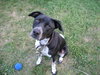 Columbo