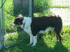 Dixie