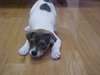 Dixie