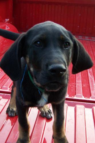Gomer