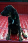 Gomer