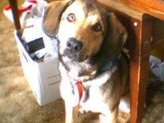 Libby