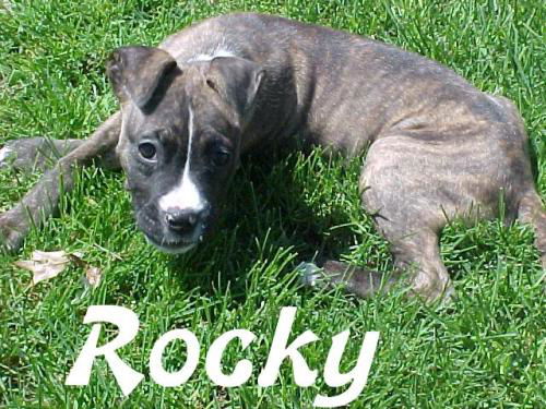 Rocky