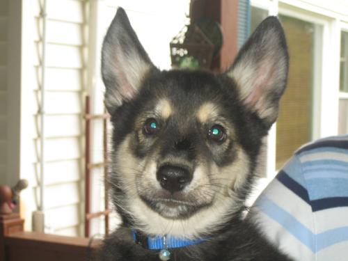 Sampson