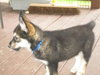 Sampson