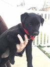 Clair