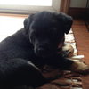 Buddy