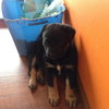 Buddy