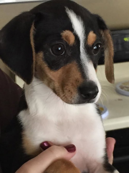 Piper
