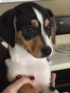 Piper