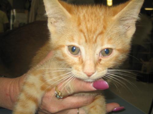 Tigger