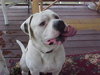 Tyson