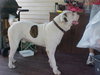 Tyson