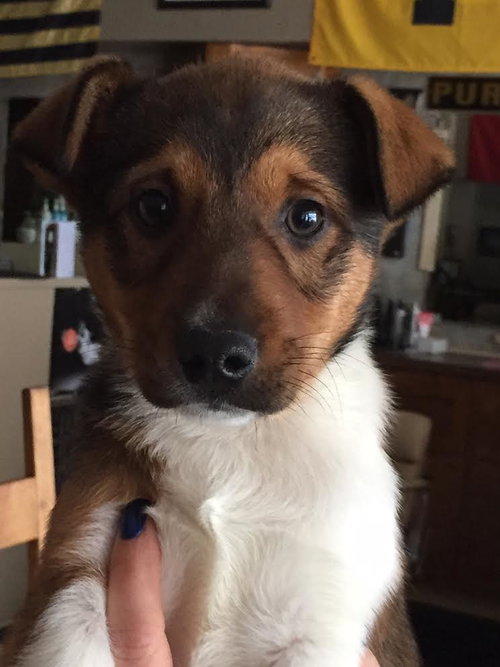 Harvey