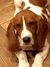 Buster