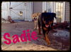 Sadie