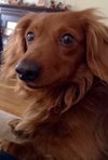 Tod