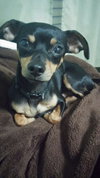 Toby