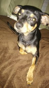 Toby