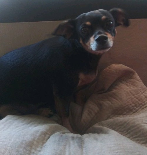 Toby