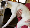 Candy