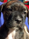Winston