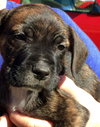 Winston