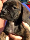 Winston