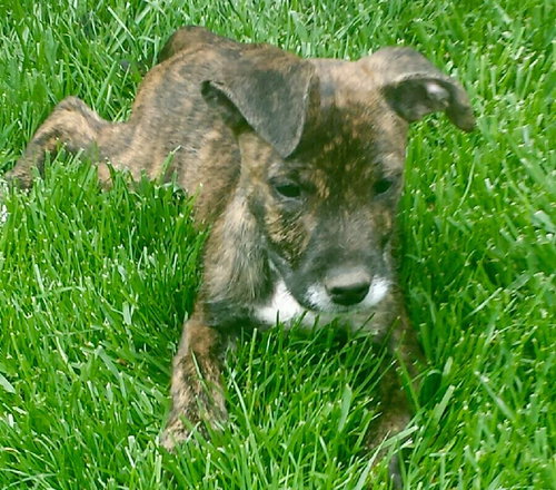 Winston