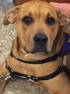 Duke