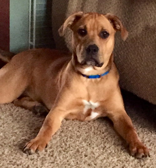Duke