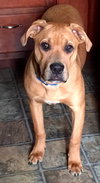 Duke