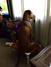 Duke