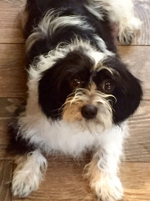 Sophie