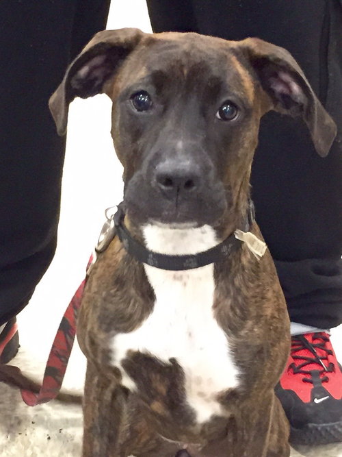 Sophia