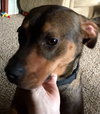 Gracie