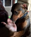 Gracie