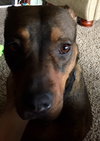 Gracie