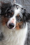 Dixie