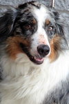 Dixie
