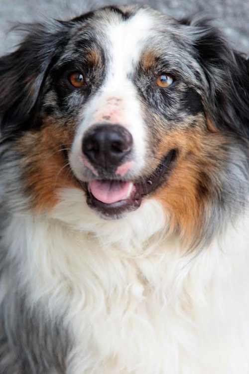 Dixie