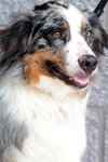 Dixie