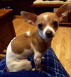 Lexy