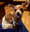 Lexy